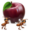Ants carrying a big apple