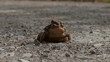 Momma Frog carrying a baby...