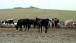 Herd of cattle in the wild ...