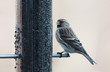 Redpoll