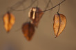 Foto: Samenkapseln Samenkapseln