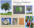 Illustration: Kirschbaum Wildkirsche Kirschbaum Wildkirsche