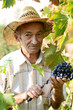 Senior vine-grower