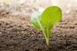 Foto: vegetables growing out of soil vegetables growing out of soil