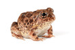 African sand frog (Tomopterna cryptotis) on white