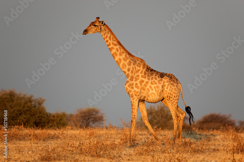 Photo: Etosha giraffe in late afternoon light Etosha giraffe in late afternoon light