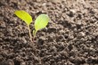 Foto: vegetables growing out of soil vegetables growing out of soil