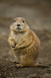 Schwarzschwanz-Präriehund (Cynomys ludovicianus)