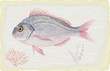 Vector: Sea bream (dorado) on retro style background Sea bream (dorado) on retro style background