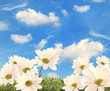 Foto: Summer Daisies Summer Daisies