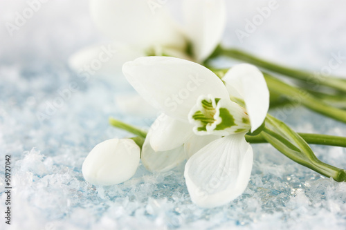 Photo: Bouquet of snowdrop flowers, on snow background Bouquet of snowdrop flowers, on snow background