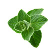 thyme herb