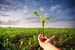 Hand holding a corn plant