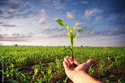 Photo: Hand holding a corn plant Hand holding a corn plant