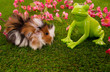 cochon d'inde angora et grenouille