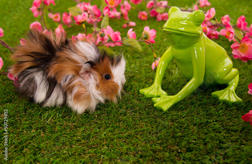 Photo: cochon d'inde angora et grenouille cochon d'inde angora et grenouille