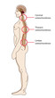spinal osteochondrosis