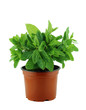 fresh mint leaves