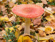 Fliegenpilz