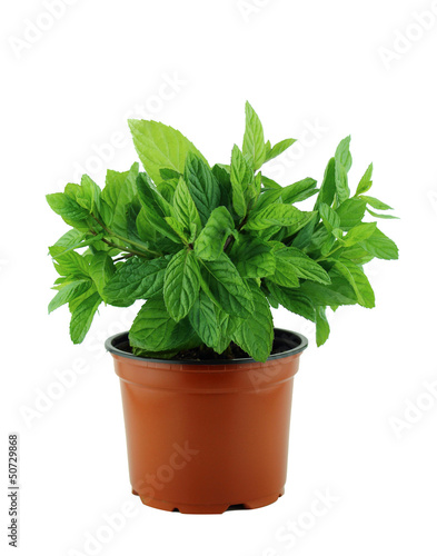 Photo: fresh mint leaves fresh mint leaves