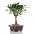 Chinese green bonsai tree