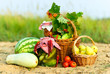 autumn harvest basket Organic Vegetables
