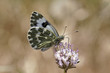 Pontia daplidice, Resedafalter - Bath White