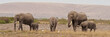 Group of Elephants