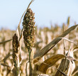 Sorghum ear on a field closeup
