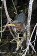 Juvenile green Heron (Butorides virescens)