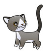 Kitten