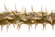 Crown of Thorns