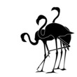 flamingo