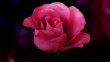 Blooming Red Rose with Alpha Channel