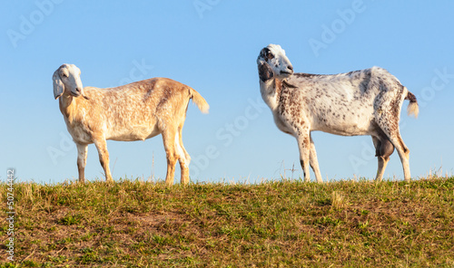Photo: Two Anglo-Nubian goats on a Dutch dike in early morning light. Two Anglo-Nubian goats on a Dutch dike in early morning light.