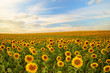 sunflowers
