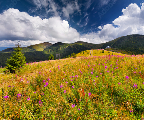 Photo: Beautiful summer landscape in the mountains with pink flowers Beautiful summer landscape in the mountains with pink flowers