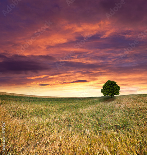 Photo: Wheat field at summer. Sunset Wheat field at summer. Sunset