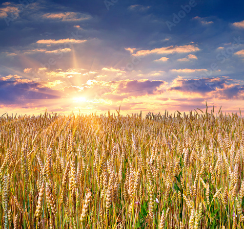 Photo: sunrise among a wheat fields at summer sunrise among a wheat fields at summer