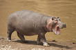 Hippopotamus