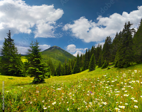 Photo: Field of daisies blooming in the mountains in summer Field of daisies blooming in the mountains in summer
