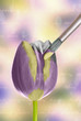 Painting A Tulip