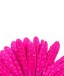 Gerber blossom detail isolated on white background