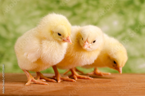 Photo: Beautiful little chickens on green background Beautiful little chickens on green background