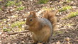 Squirrel Eating Nuts
