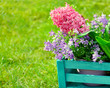 Frühlingsblumen