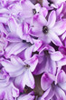hyacinth