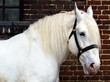 Cheval boulonnais