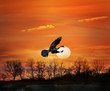 Bird At Sunset