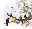 Tropical Birds
